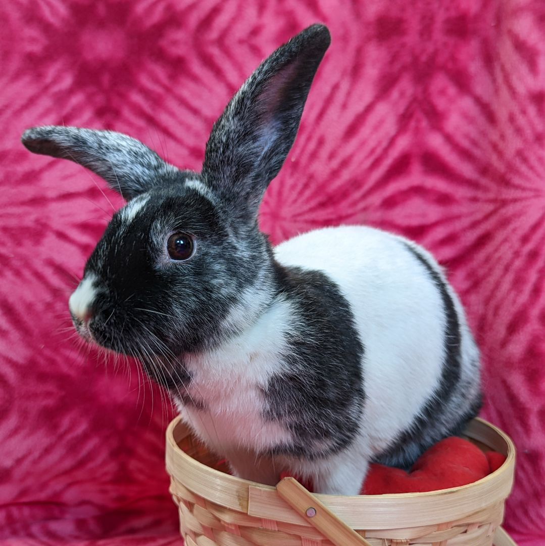 Enlarge Gemma, a Adoptable mixed breed in Erie, PA image 3/12