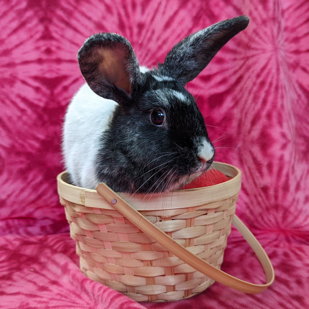 Enlarge Gemma, a Adoptable mixed breed in Erie, PA image 4/12