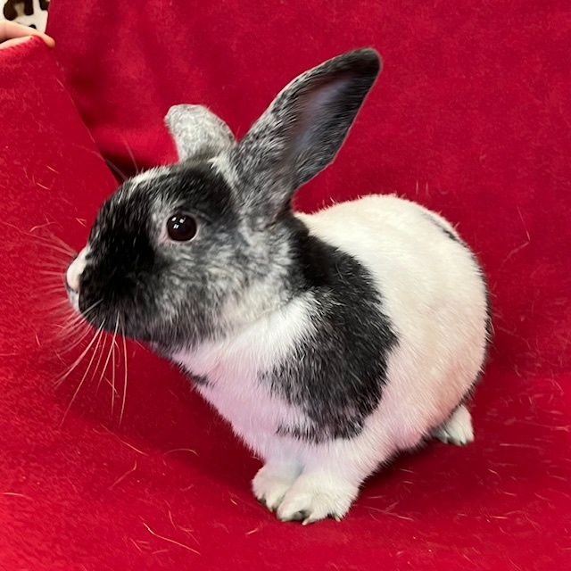 Enlarge Gemma, a Adoptable mixed breed in Erie, PA image 5/12