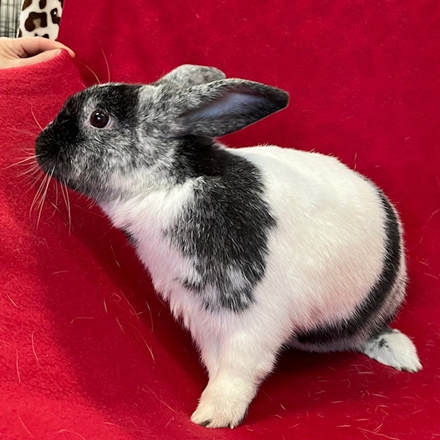 Enlarge Gemma, a Adoptable mixed breed in Erie, PA image 6/12