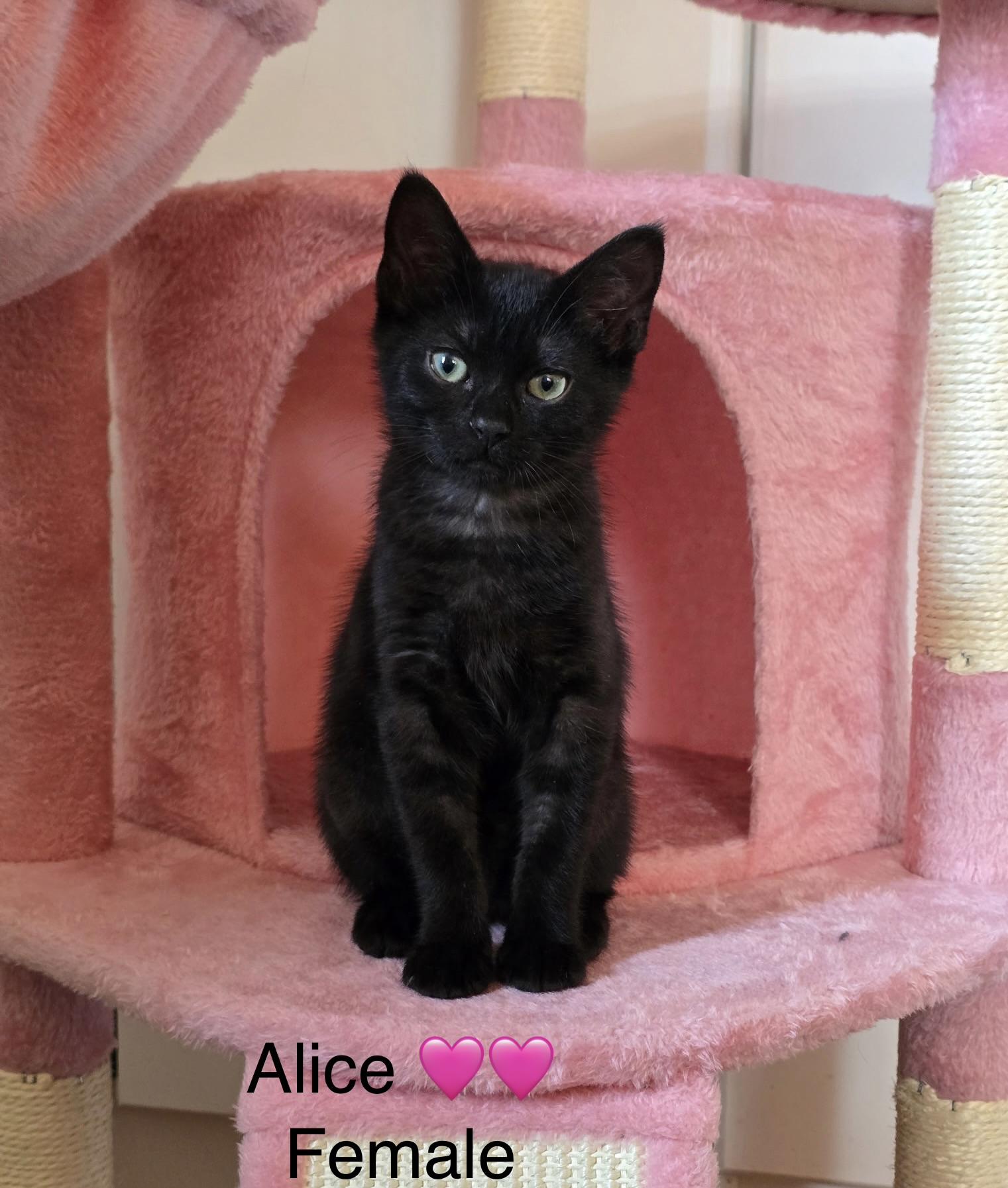 Alice, ADOPTABLE, Kitten Female Domestic Short Hair.