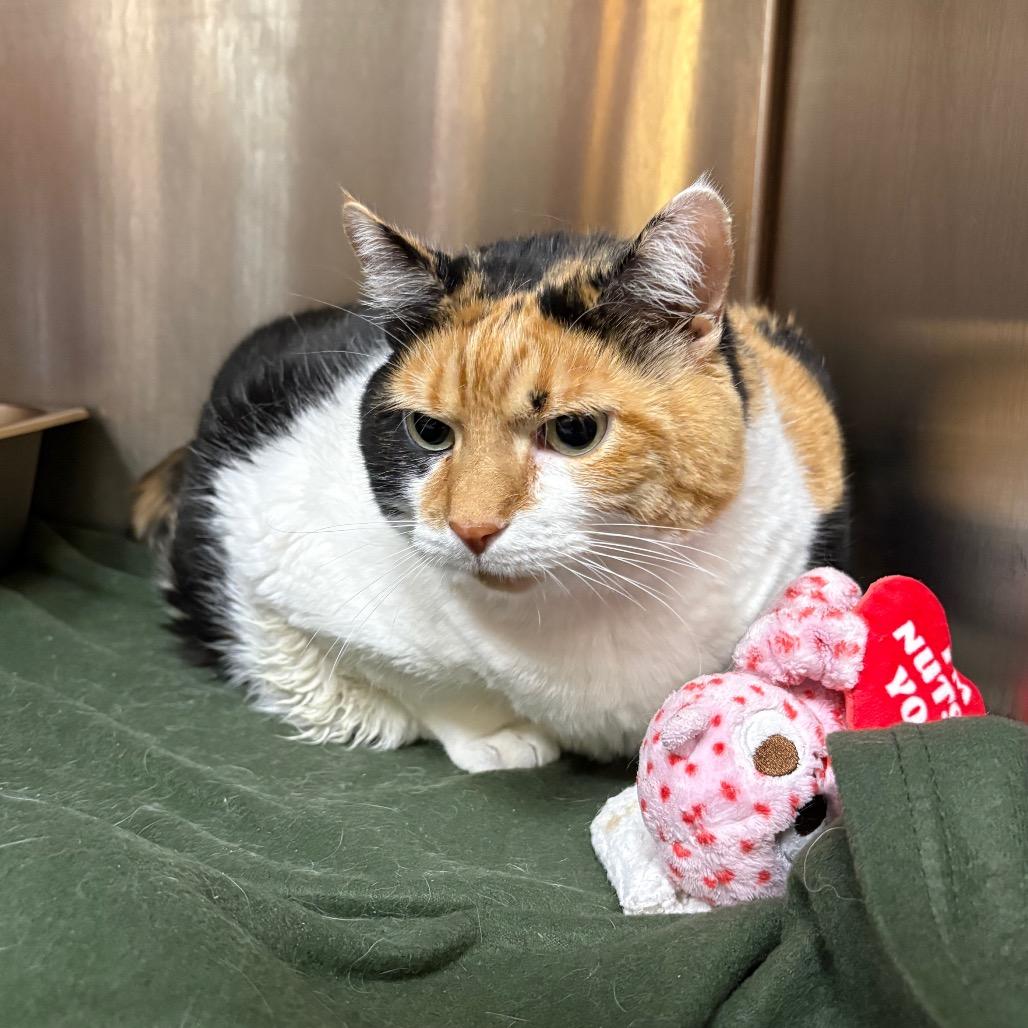 Amethyst, Adoptable, Senior Female Domestic Short Hair.