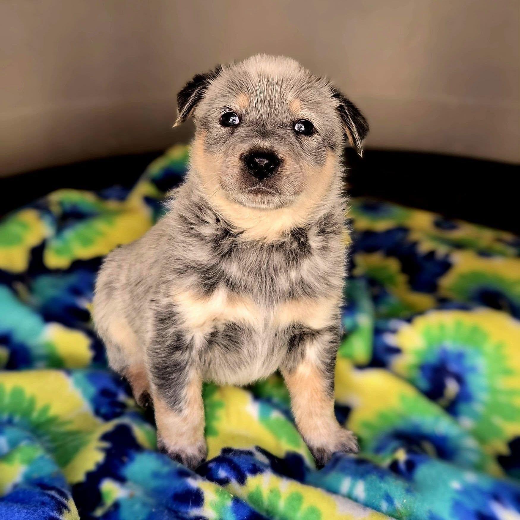 Enlarge Bolt, a ADOPTABLE Australian Cattle Dog / Blue Heeler in Mounds, OK image 3/3