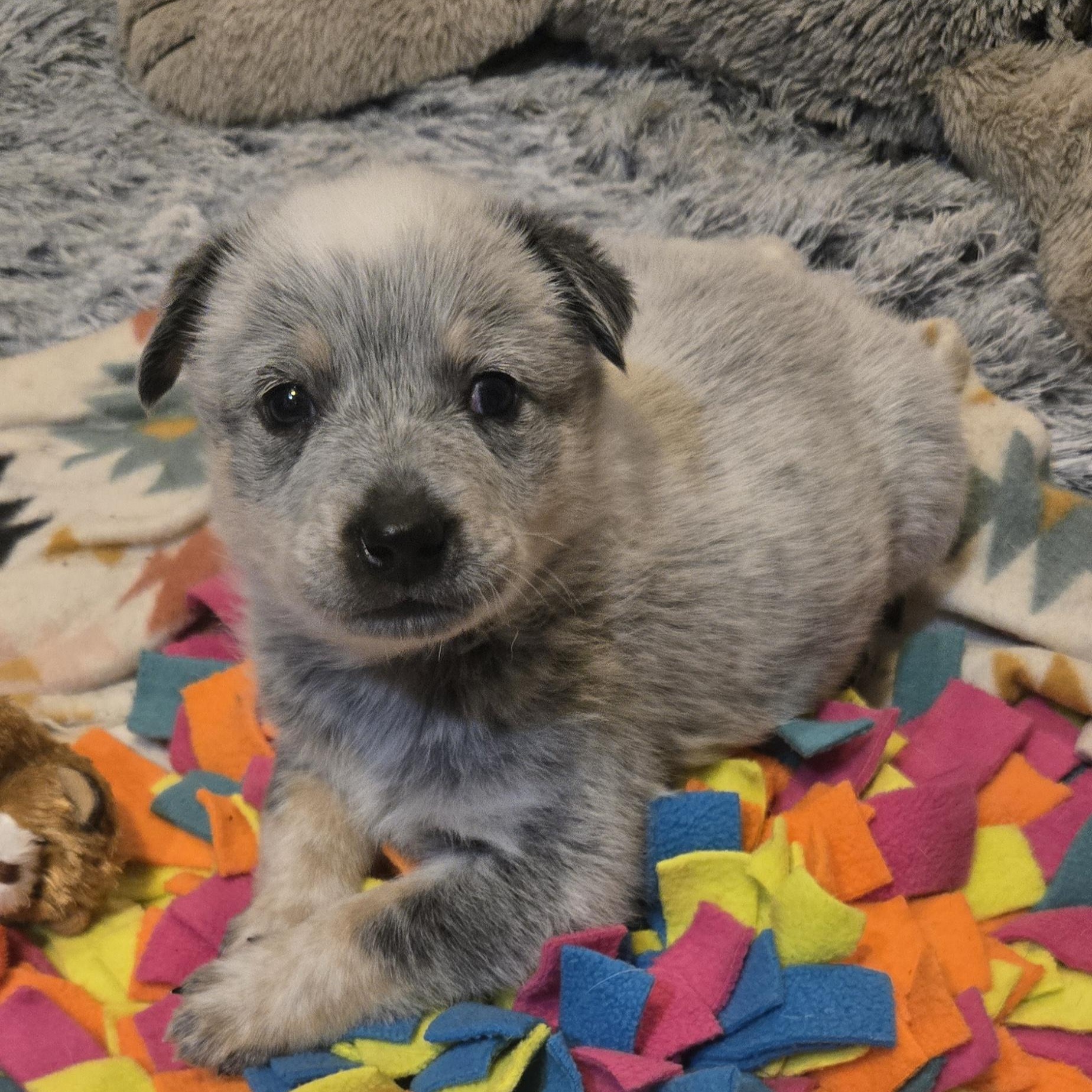 Enlarge Bolt, a ADOPTABLE Australian Cattle Dog / Blue Heeler in Mounds, OK image 1/3
