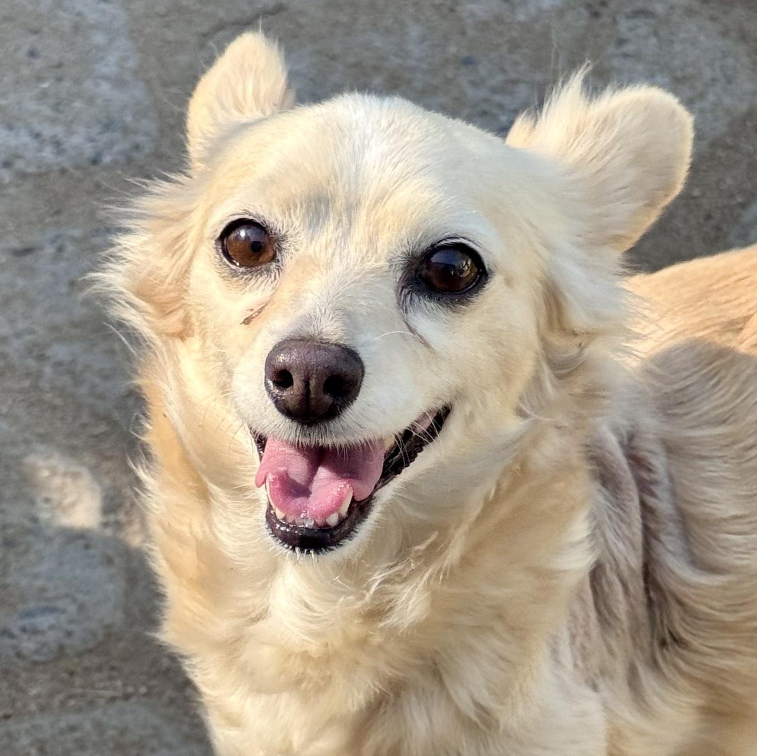 Enlarge ABBY, a Adoptable mixed breed in Fresno, CA image 1/5