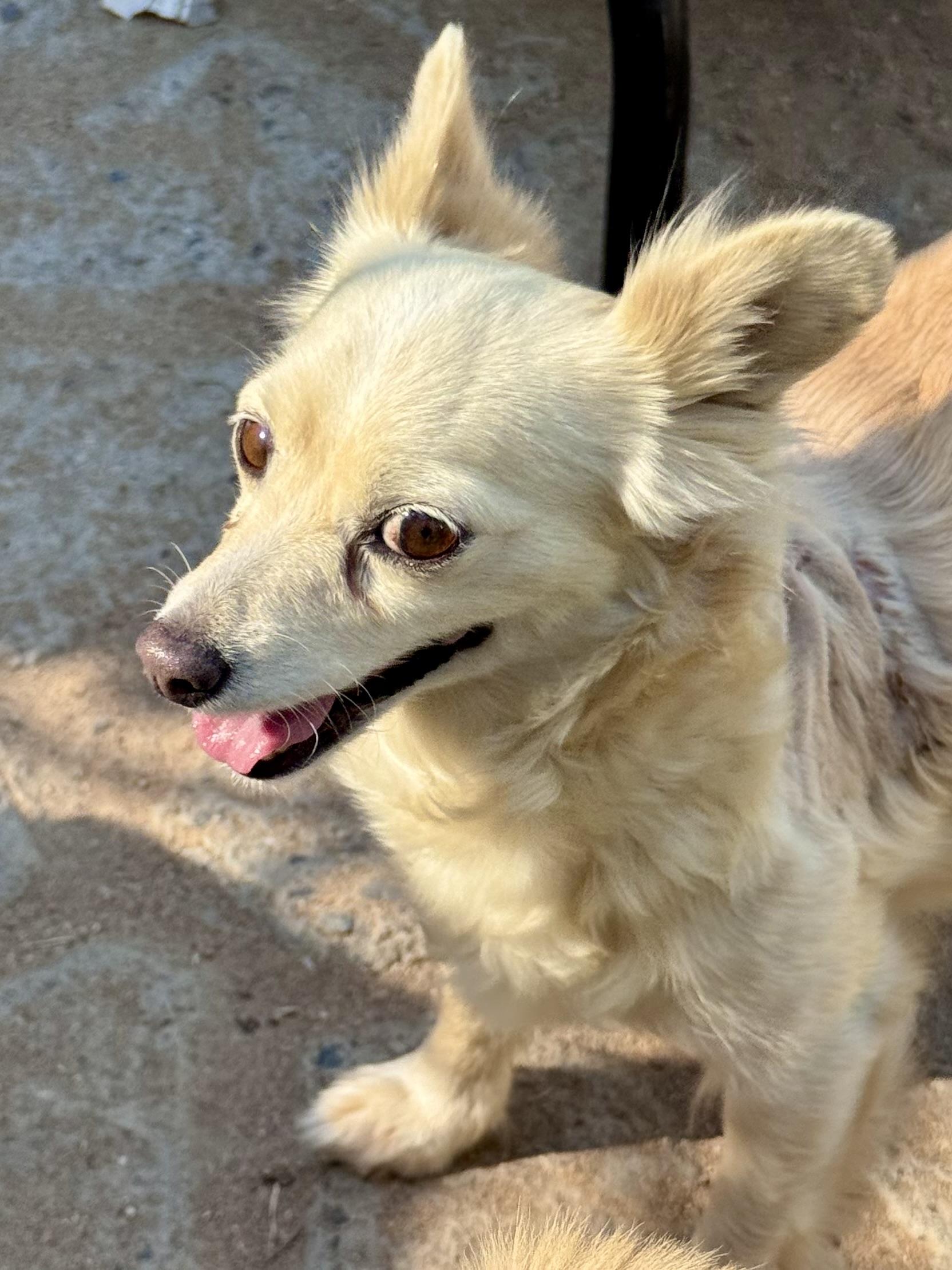 Enlarge ABBY, a Adoptable mixed breed in Fresno, CA image 2/5