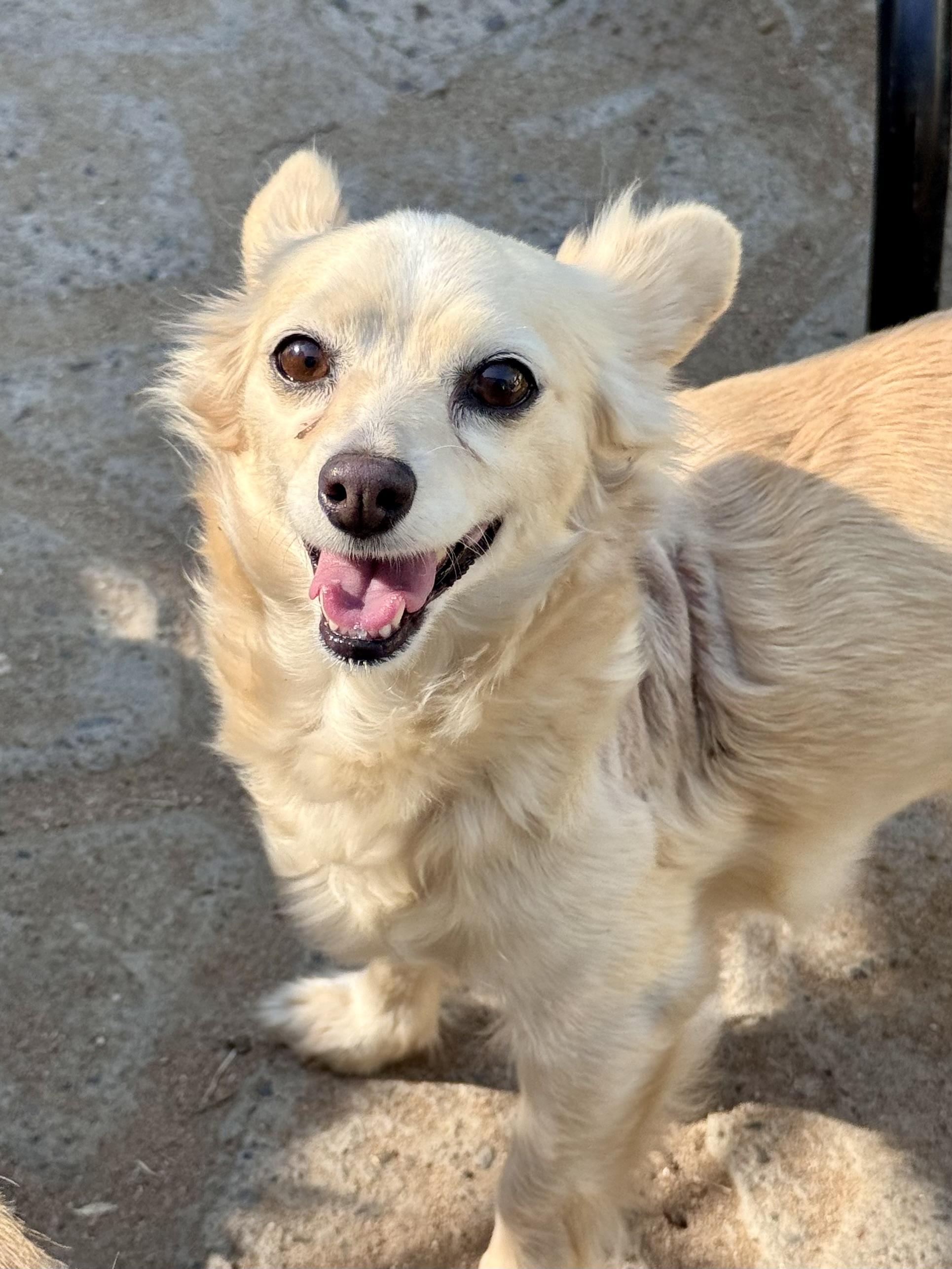 Enlarge ABBY, a Adoptable mixed breed in Fresno, CA image 3/5