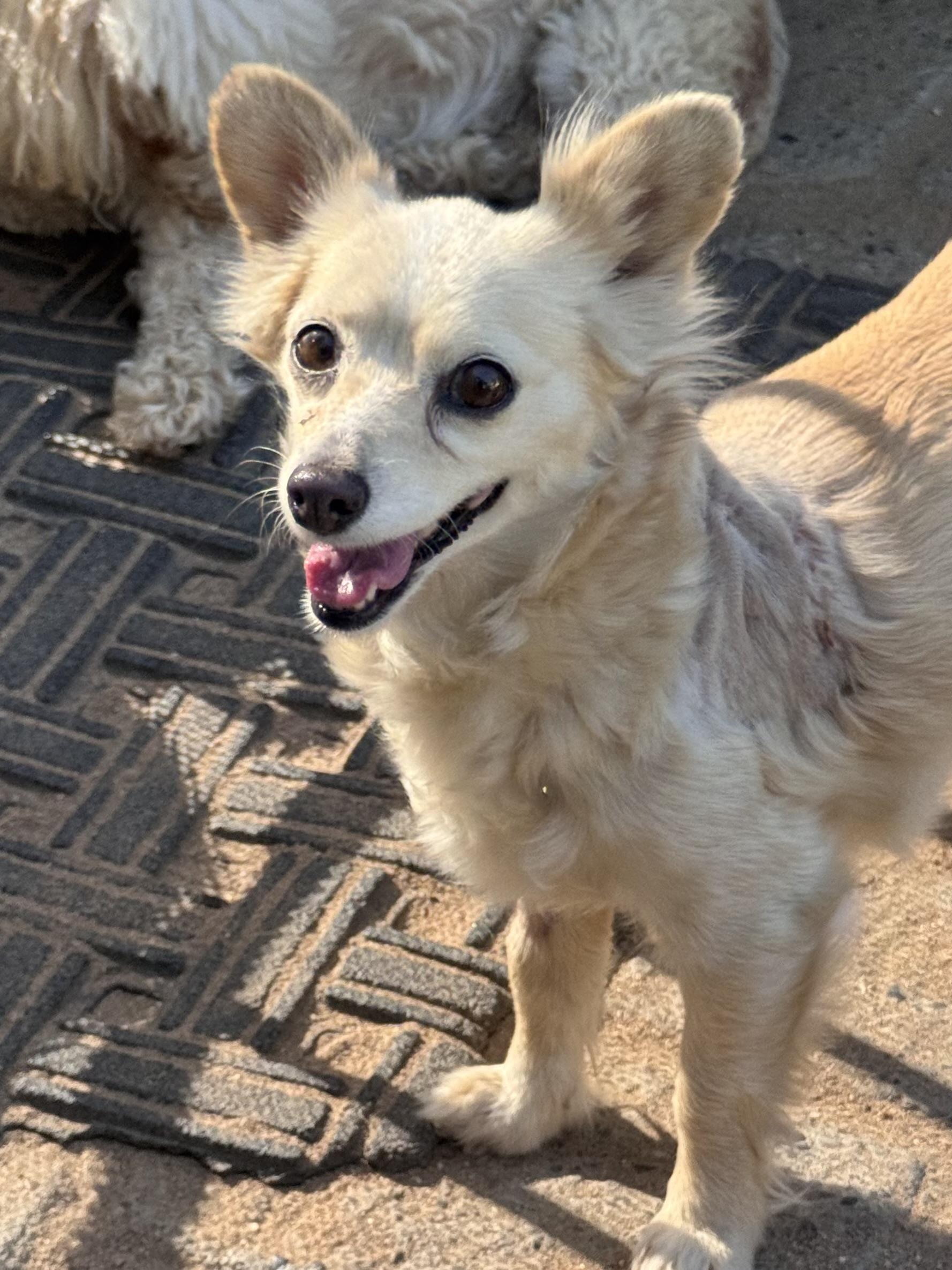 Enlarge ABBY, a Adoptable mixed breed in Fresno, CA image 5/5