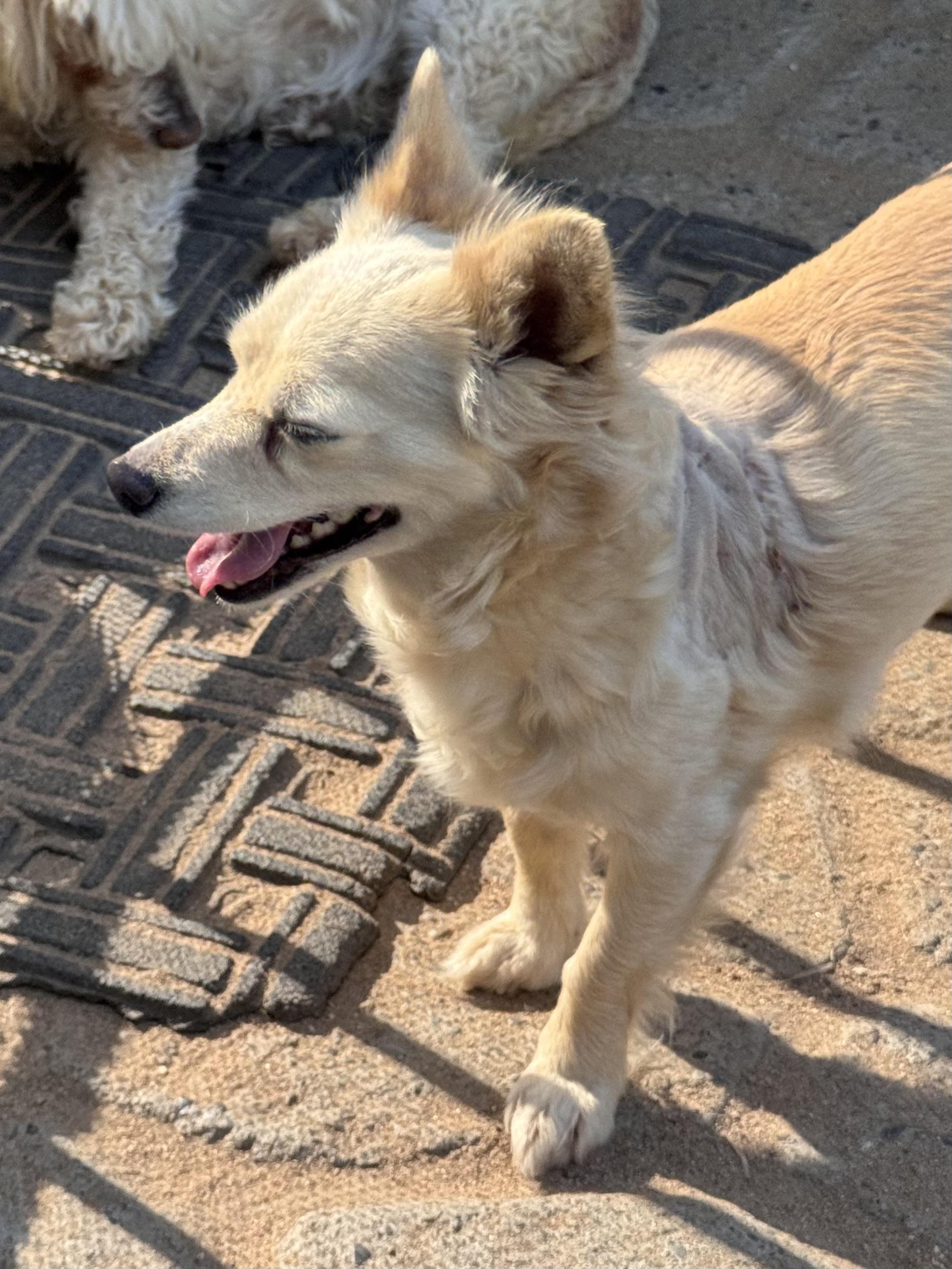Enlarge ABBY, a Adoptable mixed breed in Fresno, CA image 4/5