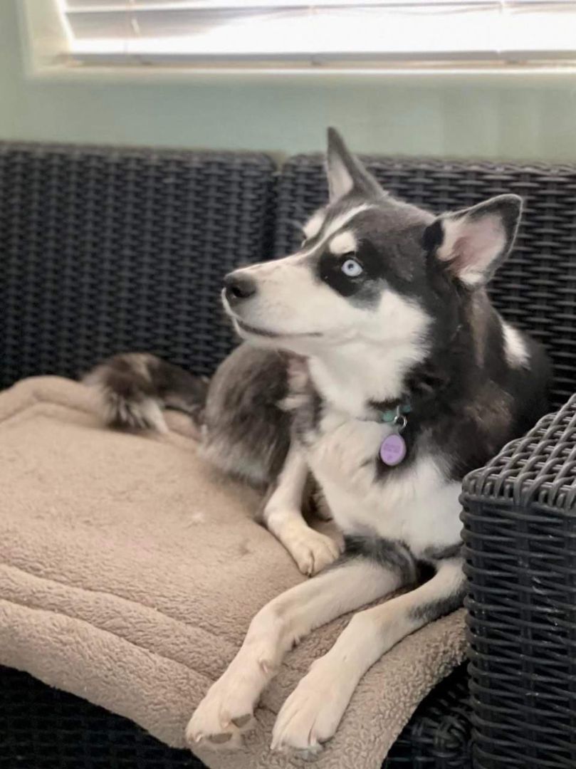 Enlarge Freya, a Adoptable Husky in Thatcher, AZ image 1/4