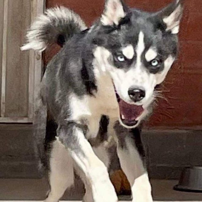 Enlarge Freya, a Adoptable Husky in Thatcher, AZ image 2/4