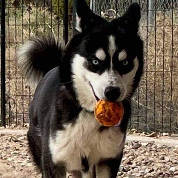 Enlarge Freya, a Adoptable Husky in Thatcher, AZ image 3/4