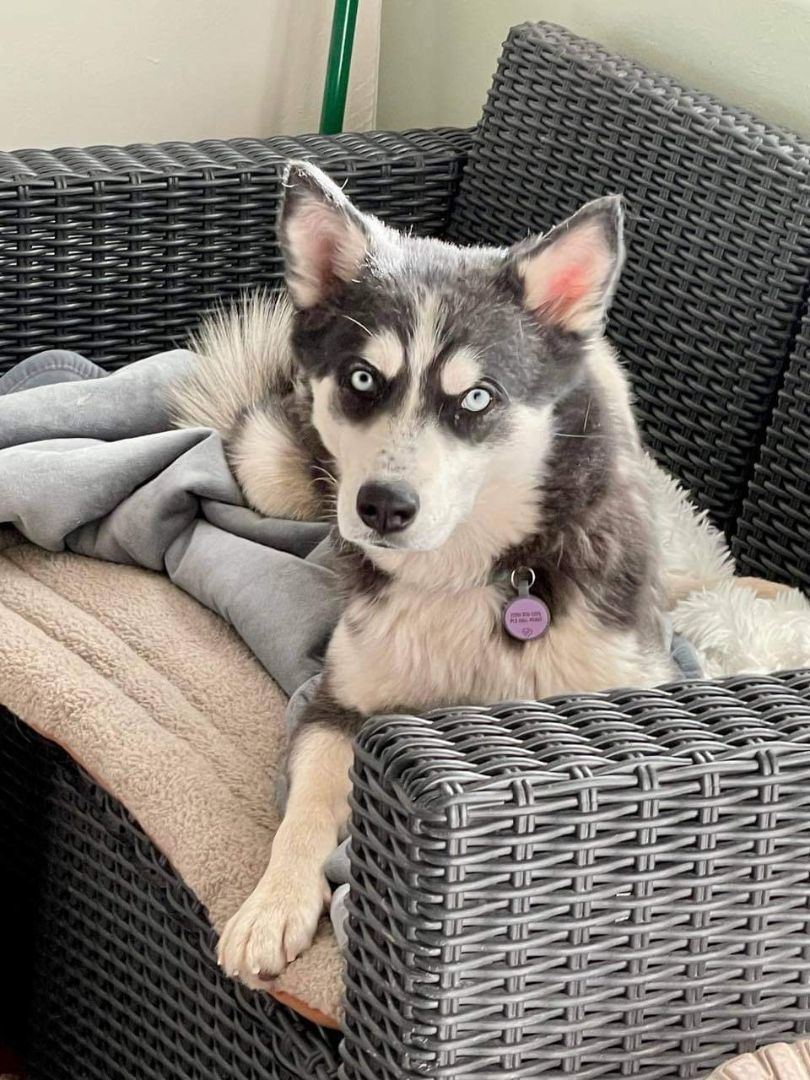 Enlarge Freya, a Adoptable Husky in Thatcher, AZ image 4/4