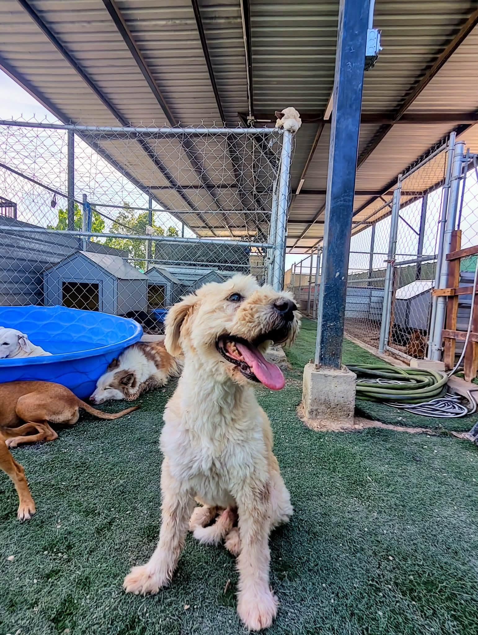 Miguel, Adoptable, Adult Male Golden Retriever & Poodle.