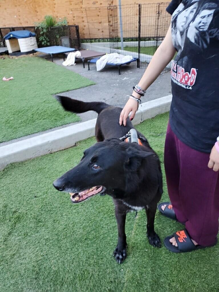 Reina, a Adoptable mixed breed in Van Nuys, CA image 1/6