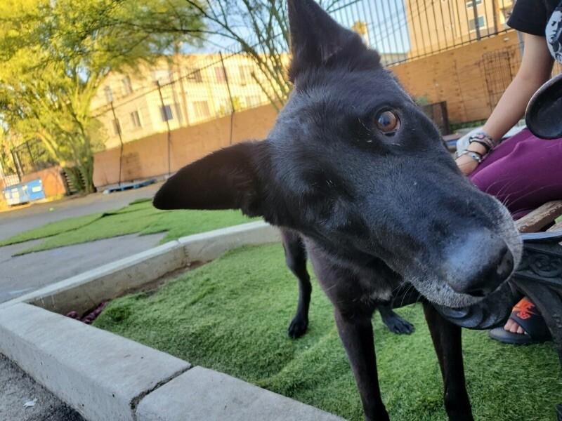 Reina, Adoptable, Senior Female Shepherd & Mixed Breed.
