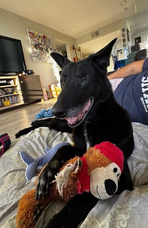 Enlarge Reina, a Adoptable mixed breed in Van Nuys, CA image 2/6