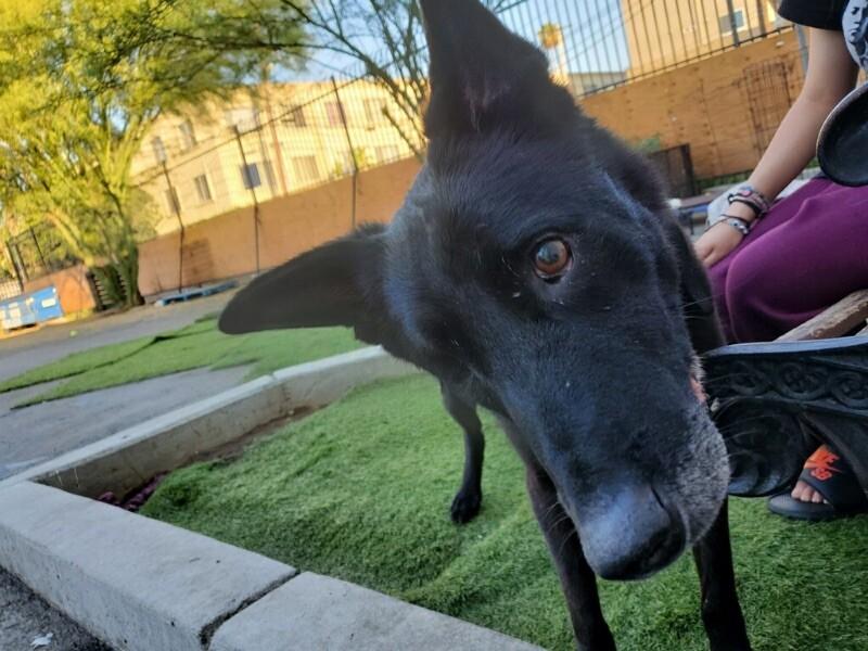 Reina, a Adoptable mixed breed in Van Nuys, CA image 3/6