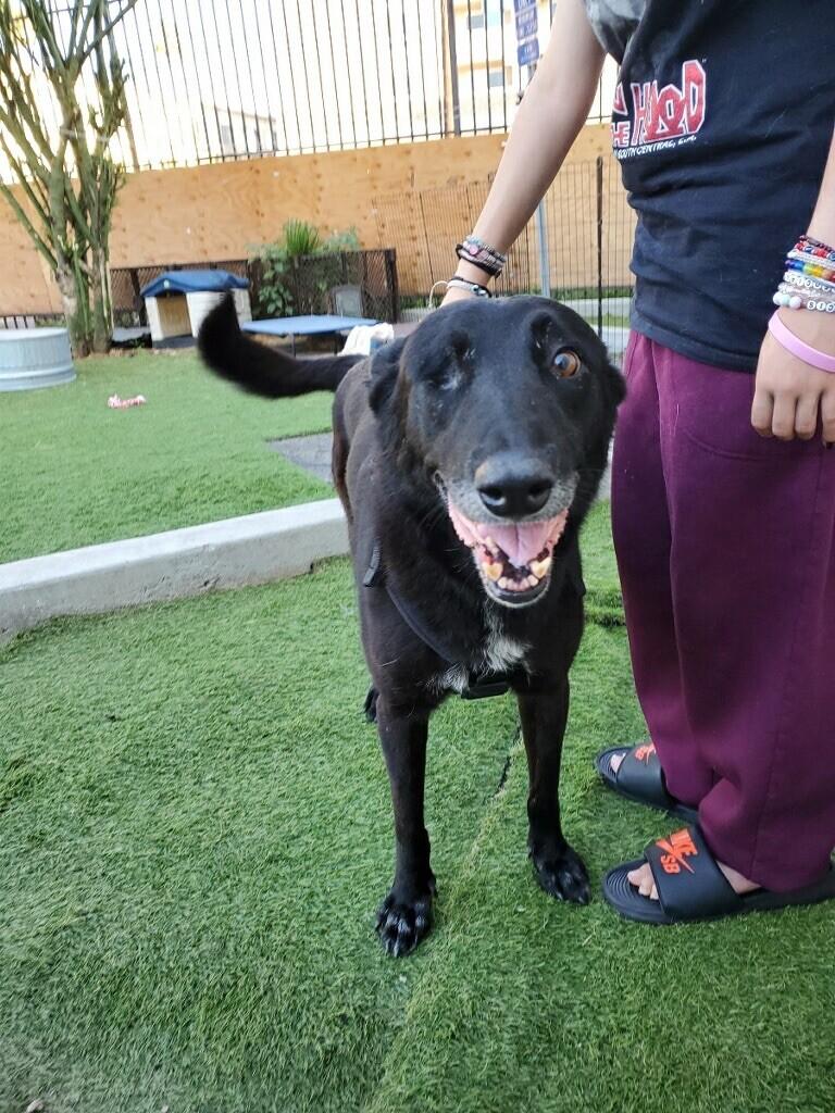 Reina, a Adoptable mixed breed in Van Nuys, CA image 6/6