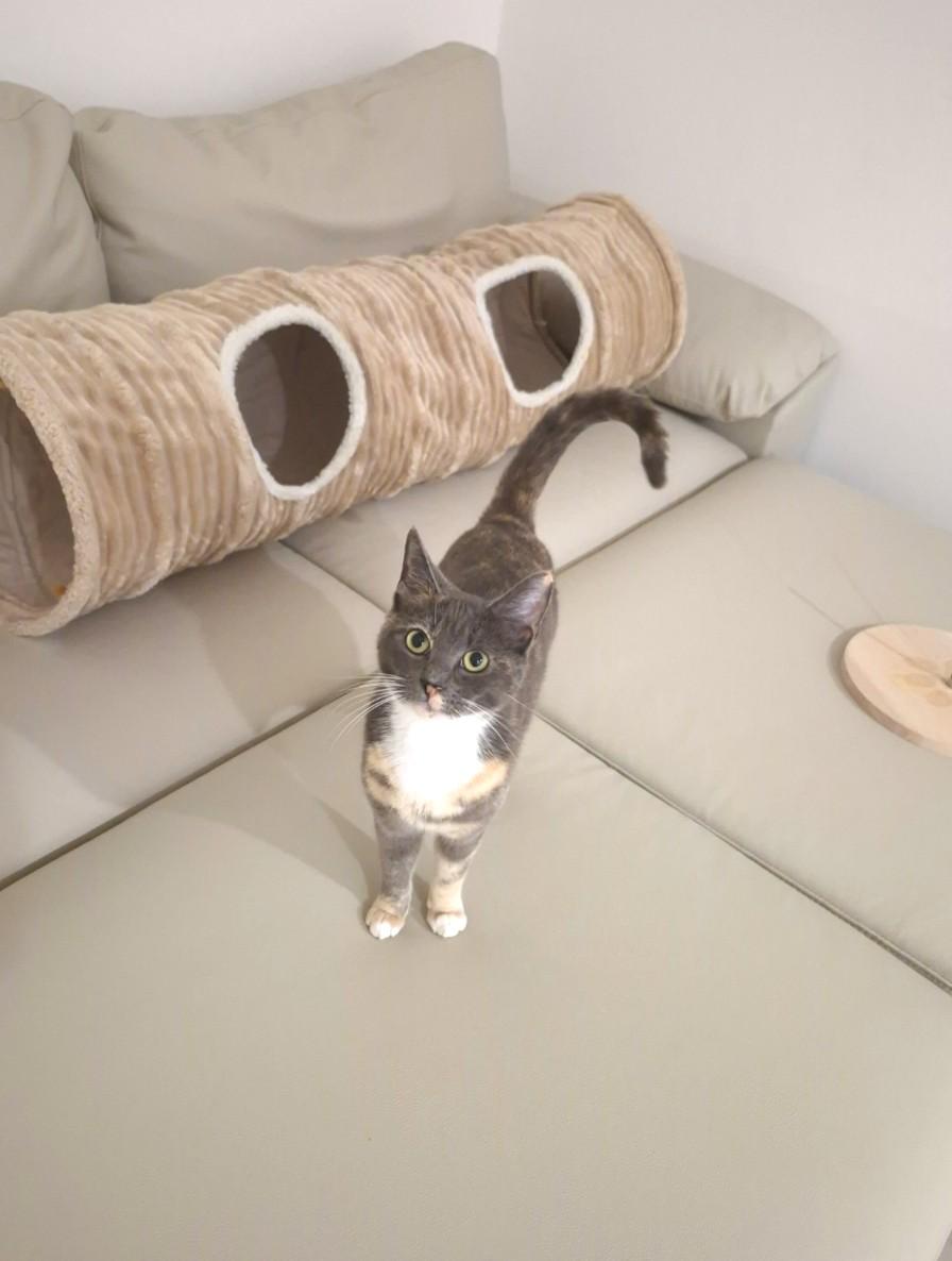 Tortilla, an adopted Dilute Calico in Orange, CA image 2/6