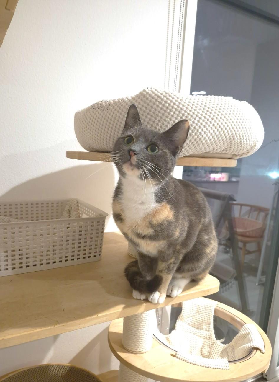 Tortilla, an adopted Dilute Calico in Orange, CA image 3/6