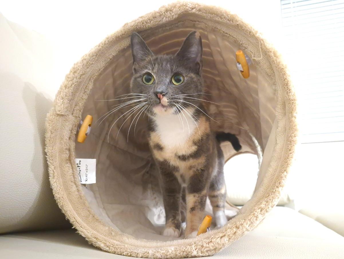 Tortilla, an adopted Dilute Calico in Orange, CA image 1/6