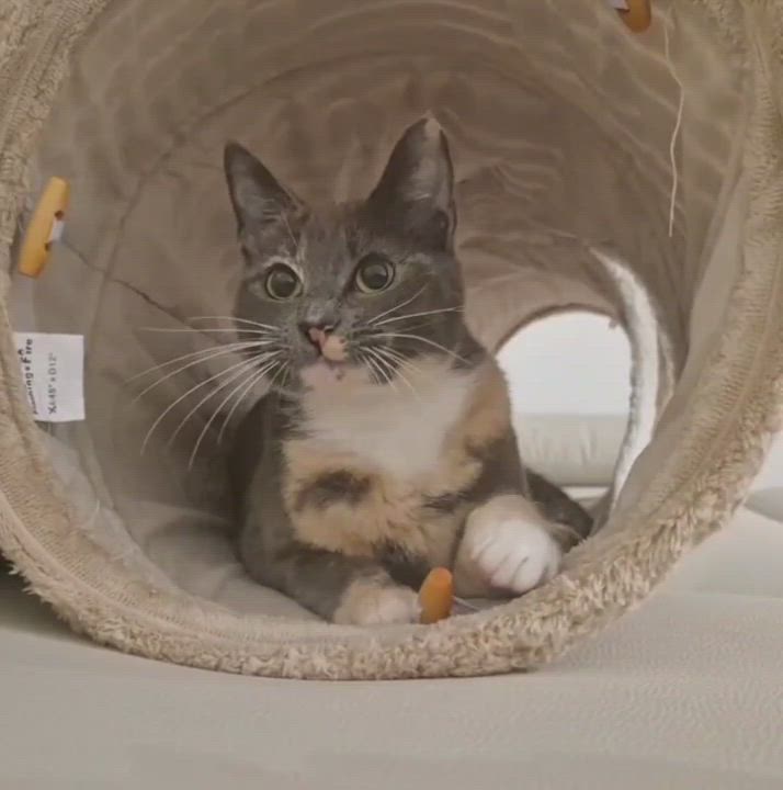 Enlarge Tortilla, an adopted Dilute Calico in Orange, CA video 6/6