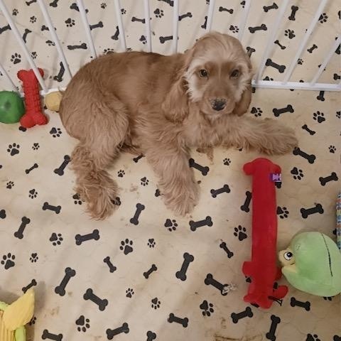 Enlarge Rip, a Adoptable Cocker Spaniel in Kannapolis, NC image 1/3