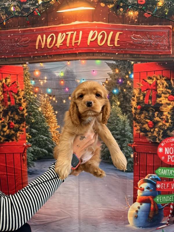 Enlarge Rip, a Adoptable Cocker Spaniel in Kannapolis, NC image 3/3