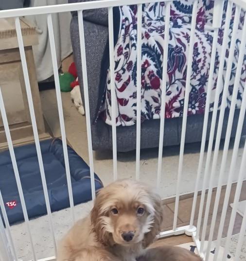 Enlarge Rip, a Adoptable Cocker Spaniel in Kannapolis, NC image 2/3