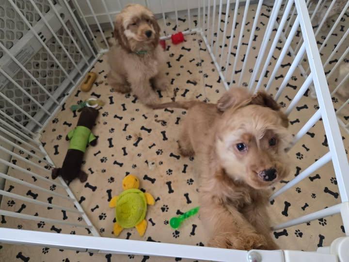 Enlarge Rip and Dutton, a Bonded Pair, an adopted Cocker Spaniel in Kannapolis, NC image 2/2