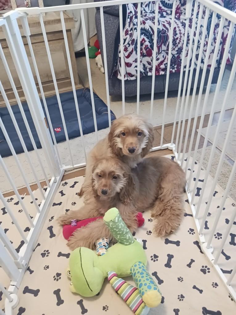Enlarge Rip and Dutton, a Bonded Pair, an adopted Cocker Spaniel in Kannapolis, NC image 1/2