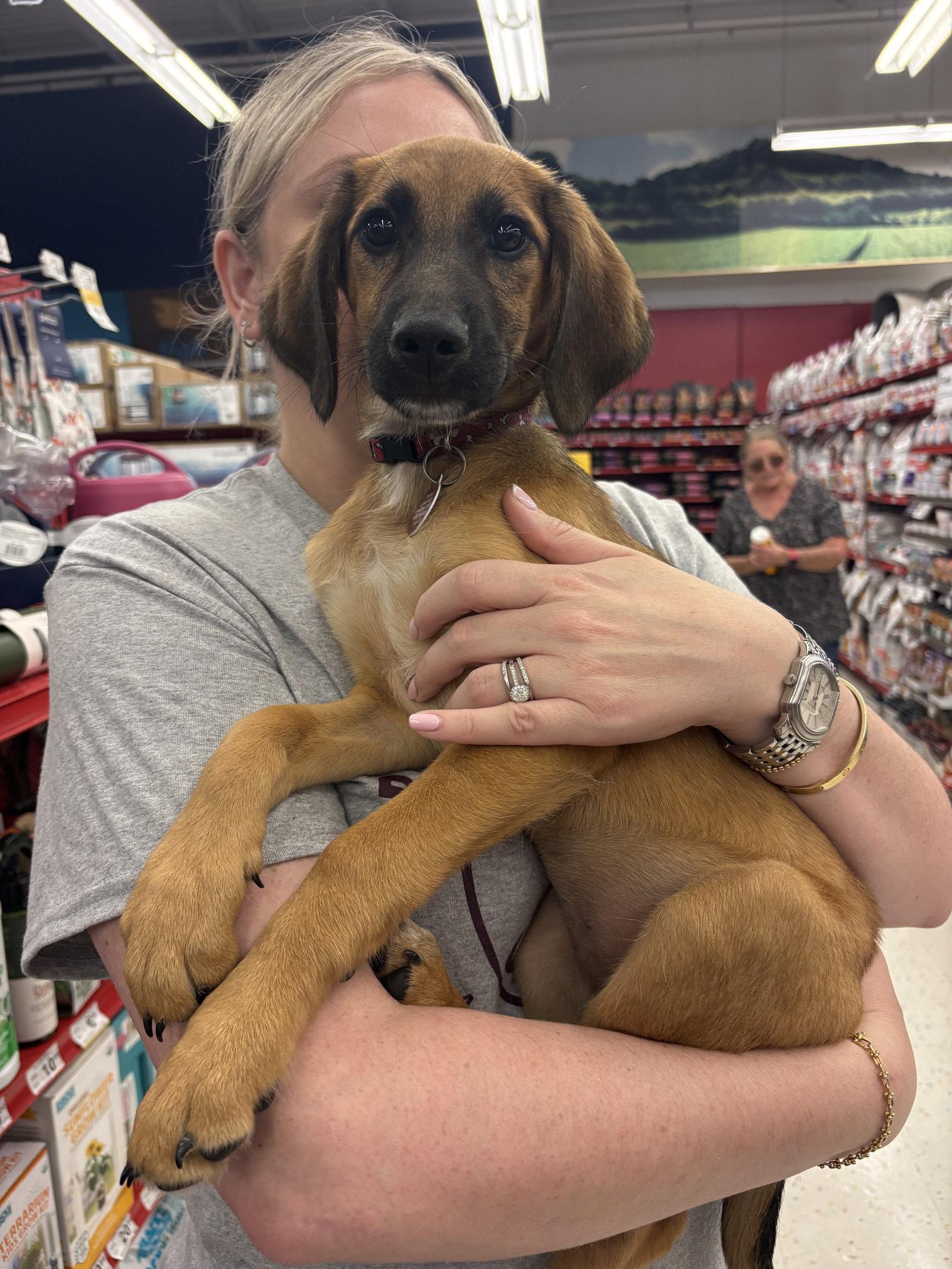 Leia, Adopted, Young Female Labrador Retriever.