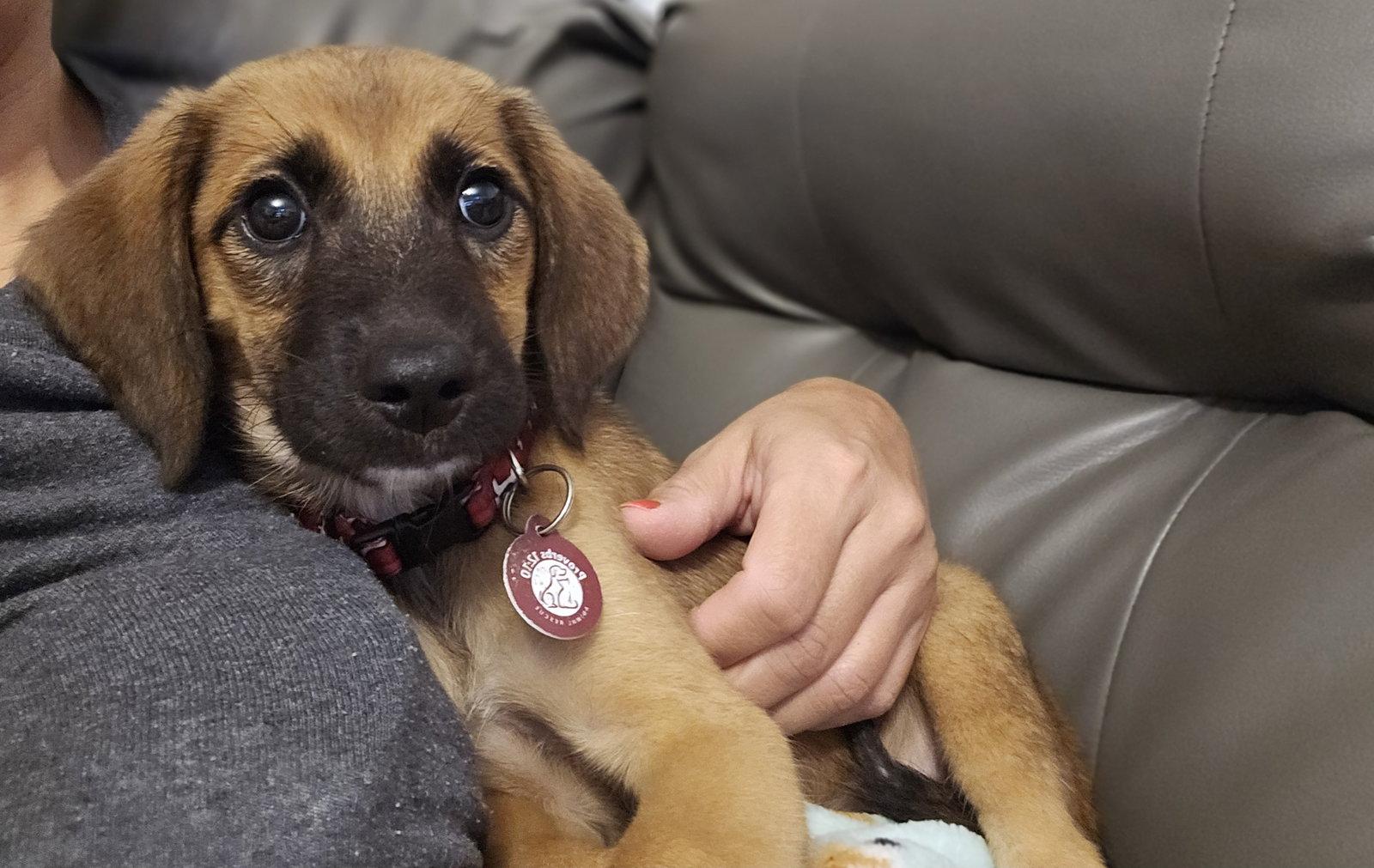 Enlarge Leia, a Adopted Labrador Retriever in Nashville, TN image 2/2
