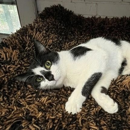 Enlarge Snoopy, an adopted Domestic Short Hair in Ravanel, SC image 3/3