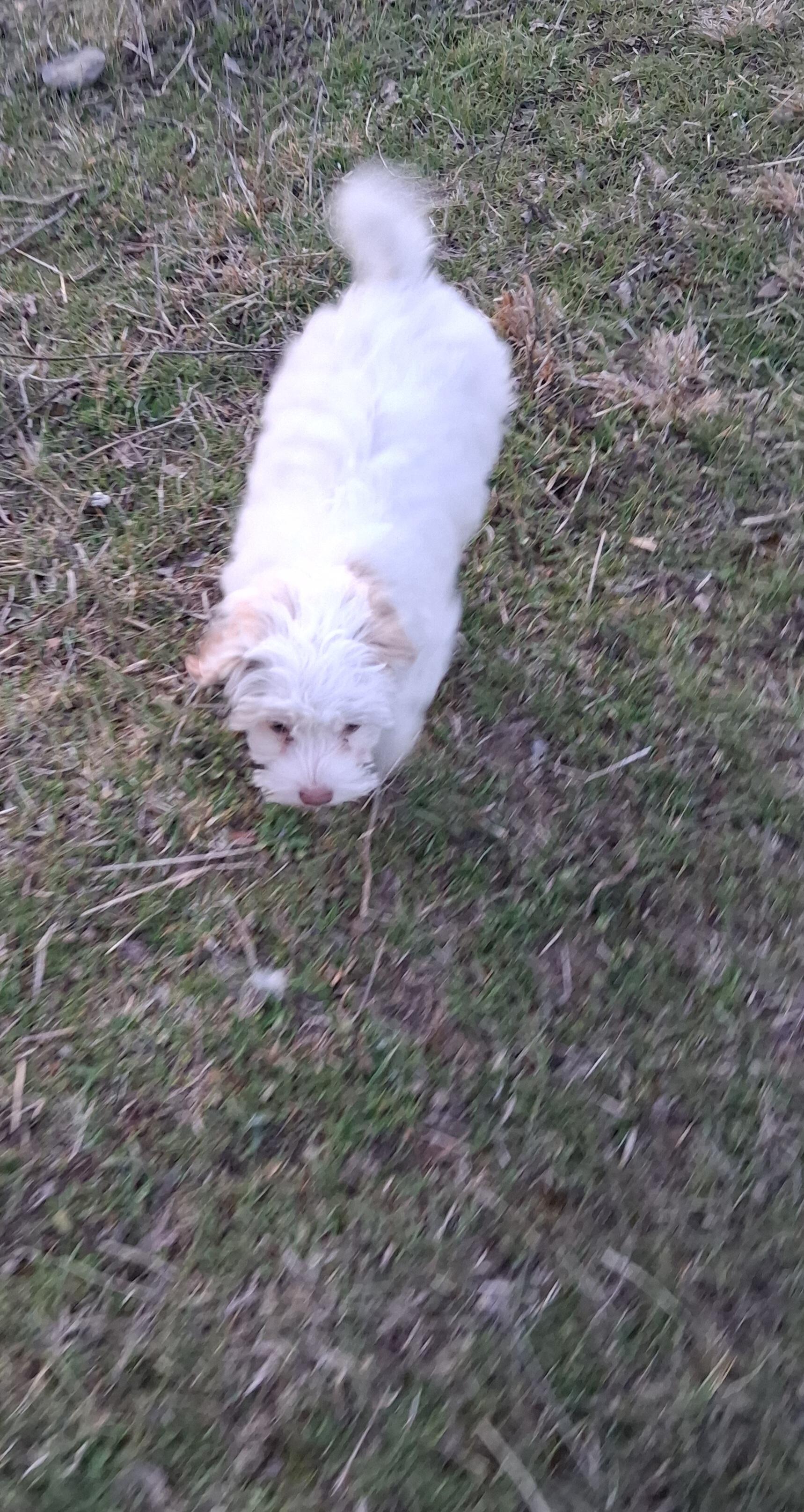 Enlarge Kristy, an adoptable Shih poo in Fordland, MO image 4/4
