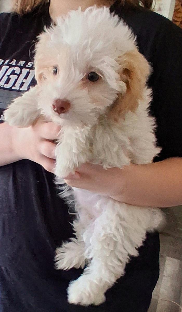 Kristy, adoptable, Puppy Female Shih poo.