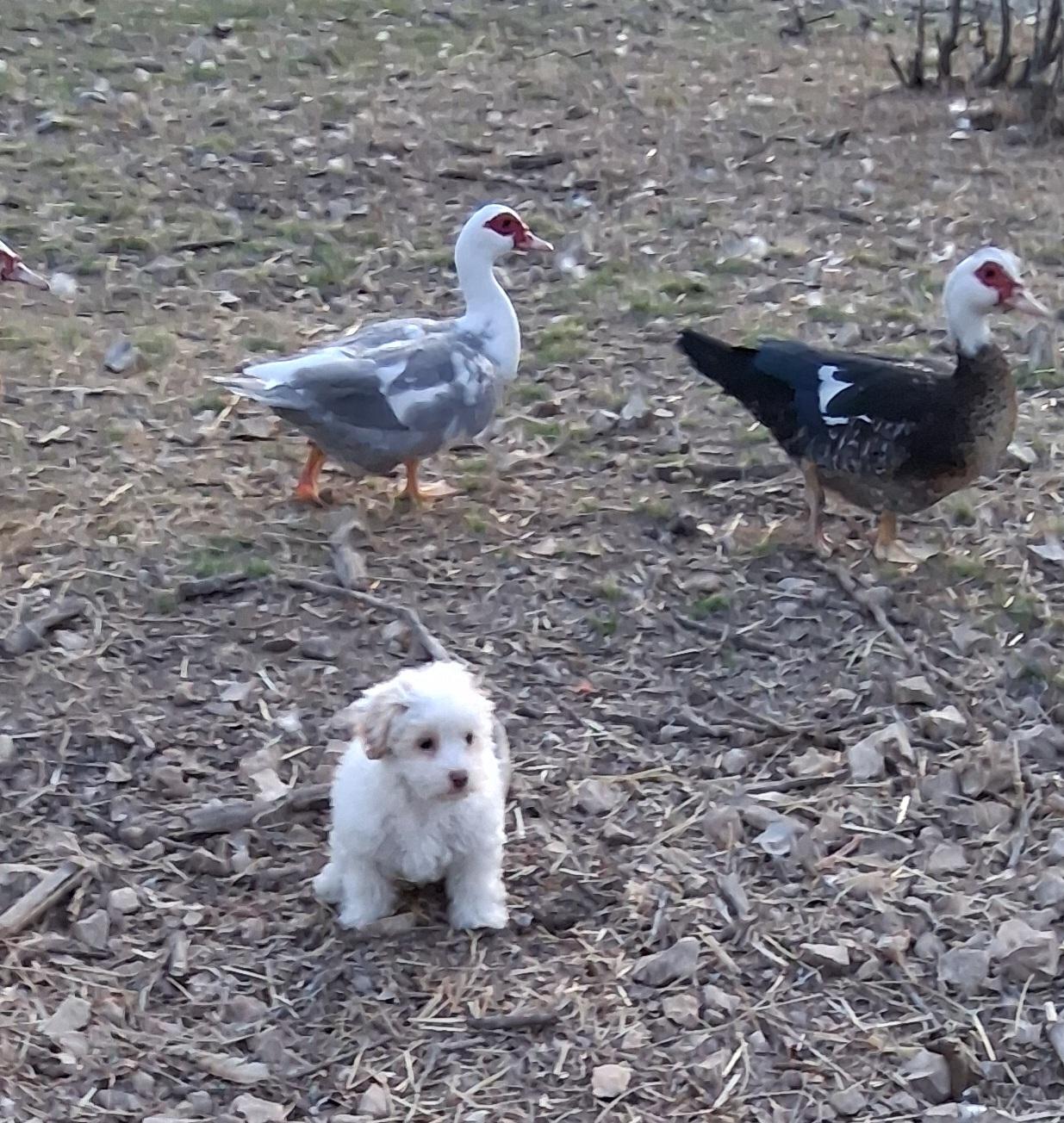 Enlarge Kristy, an adoptable Shih poo in Fordland, MO image 3/4