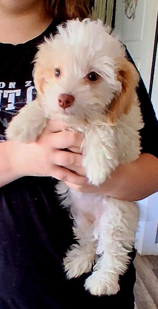 Enlarge Kristy, an adoptable Shih poo in Fordland, MO image 2/4