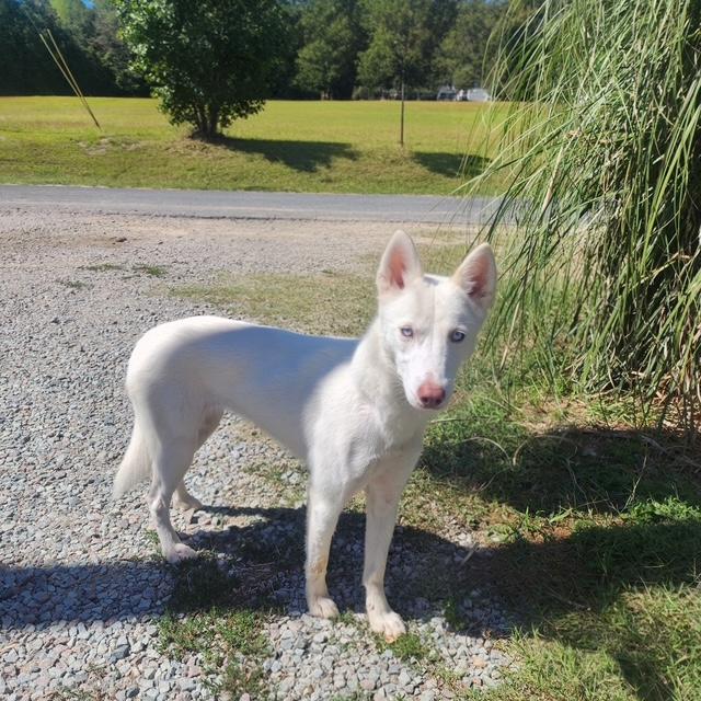 Enlarge Snow, a Adoptable mixed breed in Manhasset, NY image 2/4