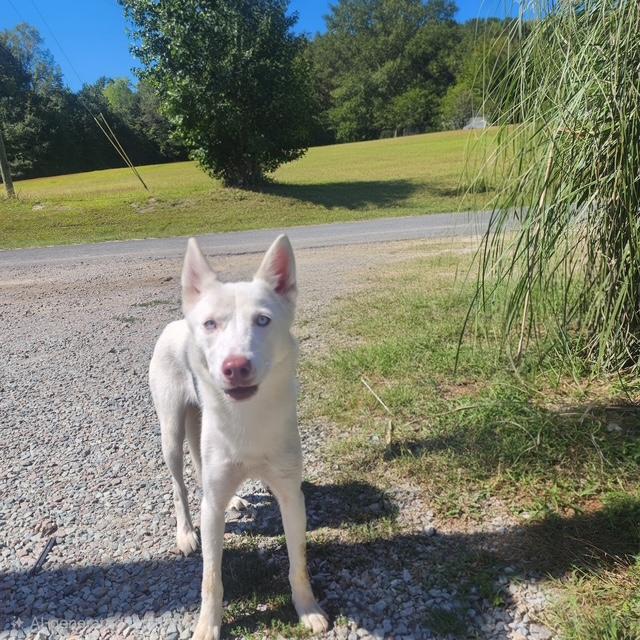 Enlarge Snow, a Adoptable mixed breed in Manhasset, NY image 1/4