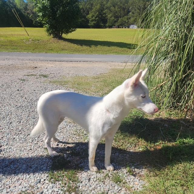 Enlarge Snow, a Adoptable mixed breed in Manhasset, NY image 4/4