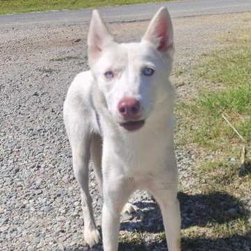 Enlarge Snow, a Adoptable mixed breed in Manhasset, NY image 3/4