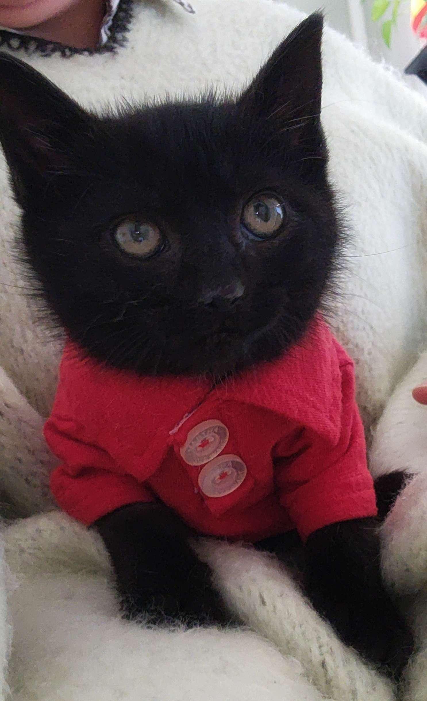 Enlarge Pimpi & Bobo, a ADOPTABLE Domestic Short Hair in Florham Park, NJ image 3/6