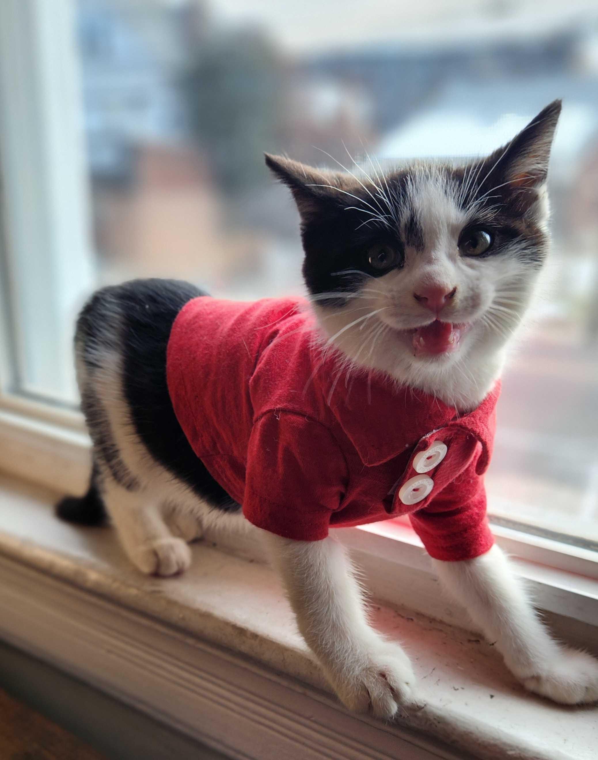 Enlarge Pimpi & Bobo, a ADOPTABLE Domestic Short Hair in Florham Park, NJ image 4/6