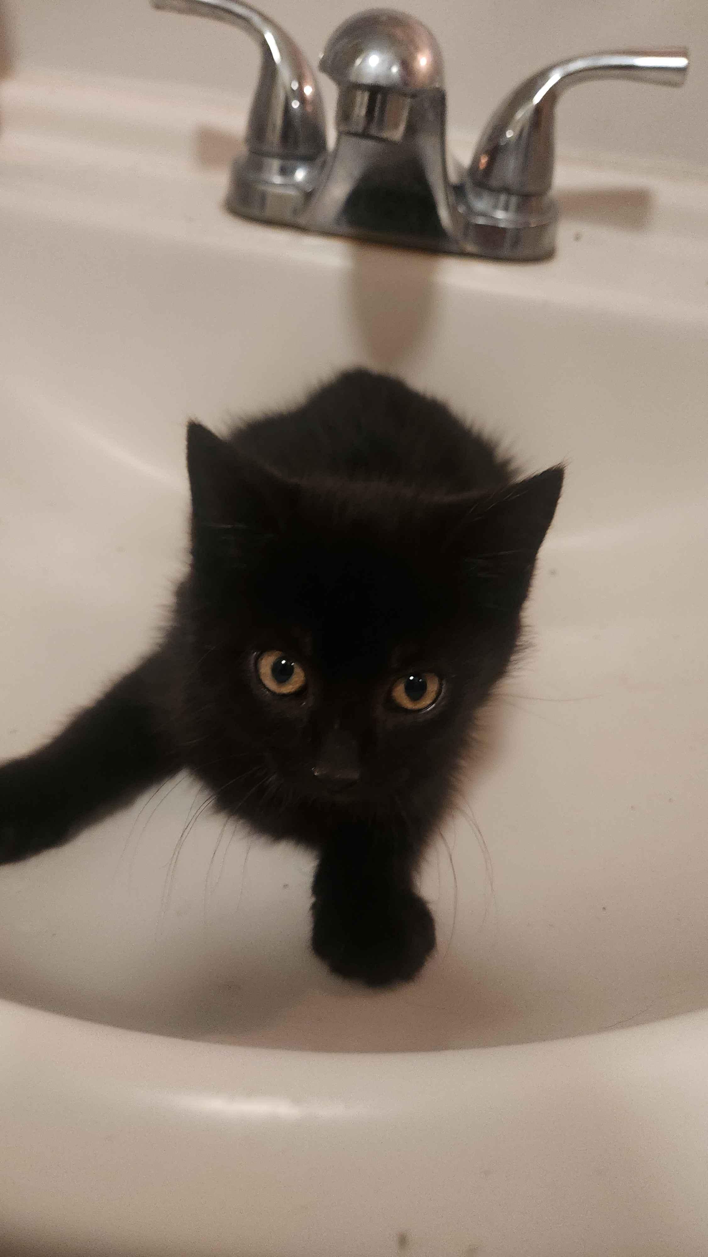 Enlarge Pimpi & Bobo, a ADOPTABLE Domestic Short Hair in Florham Park, NJ image 5/6