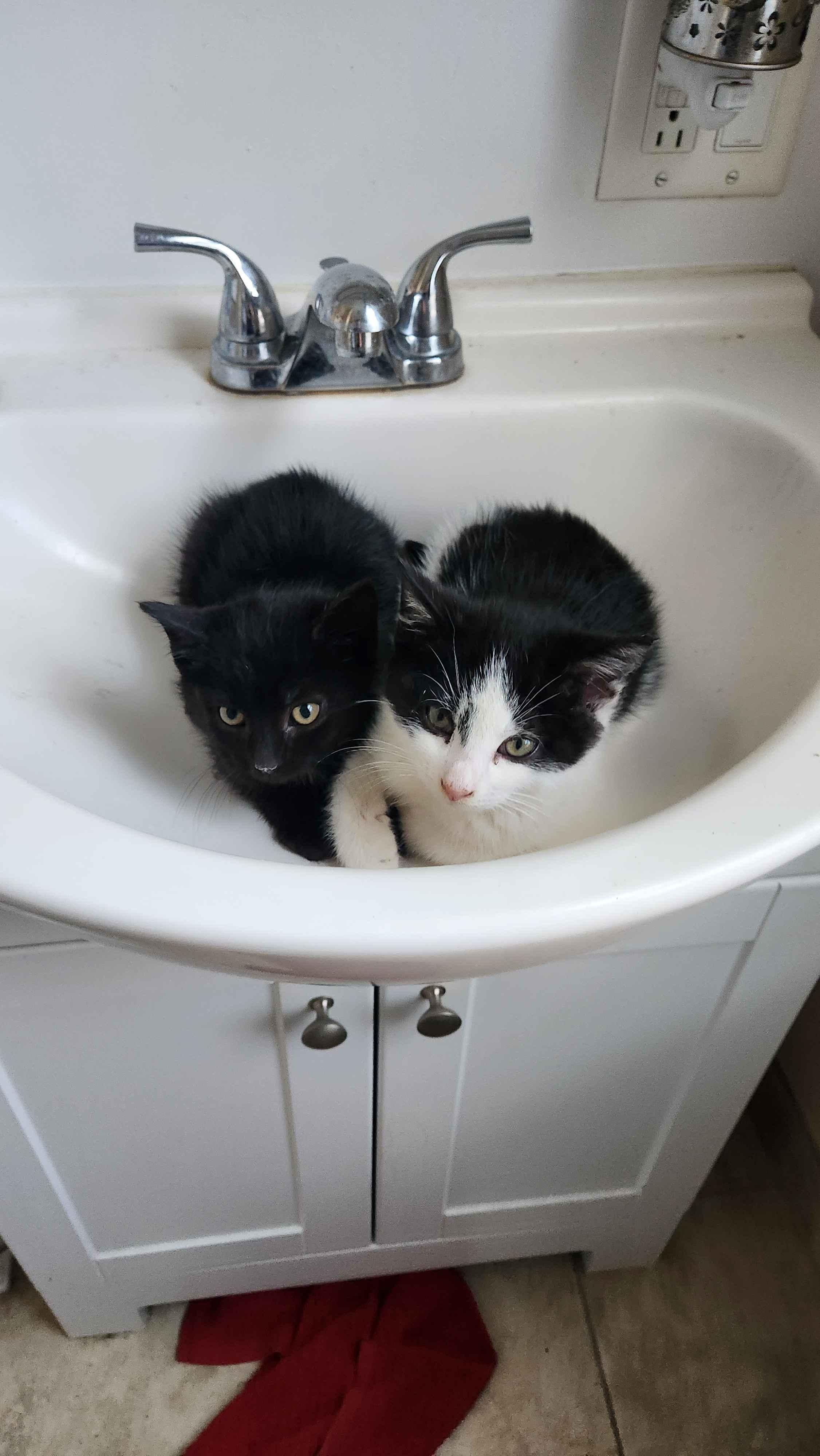 Enlarge Pimpi & Bobo, a ADOPTABLE Domestic Short Hair in Florham Park, NJ image 2/6