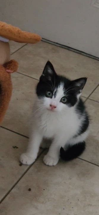 Enlarge Pimpi & Bobo, a ADOPTABLE Domestic Short Hair in Florham Park, NJ video 6/6