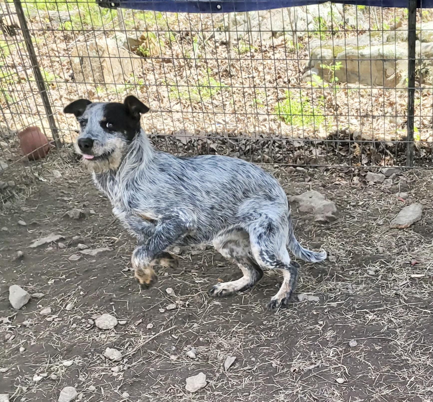 Enlarge Della, a Adoptable Australian Cattle Dog / Blue Heeler in Manchester, CT image 3/6