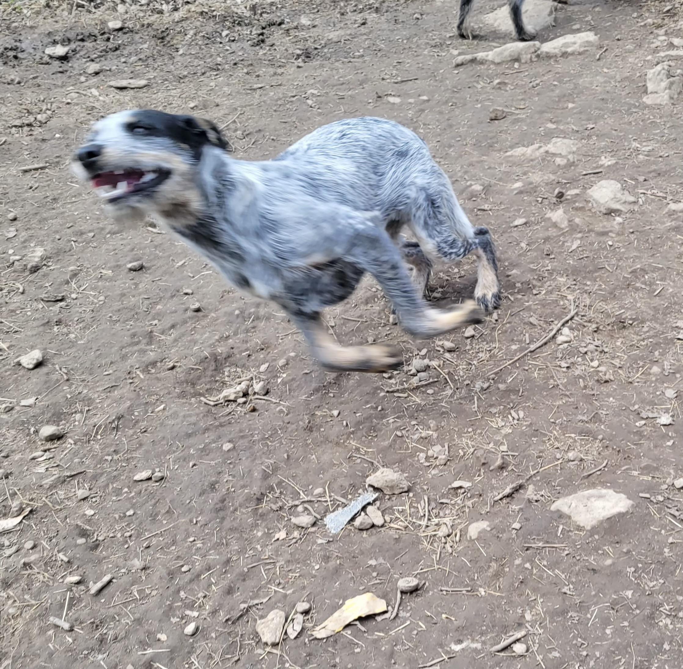 Enlarge Della, a Adoptable Australian Cattle Dog / Blue Heeler in Manchester, CT image 4/6